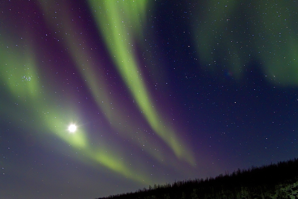 Aurora Borealis (Northern (Polar) Lights) and waxing moon over the boreal forest outside Yellowknife, Northwest Territories, Canada