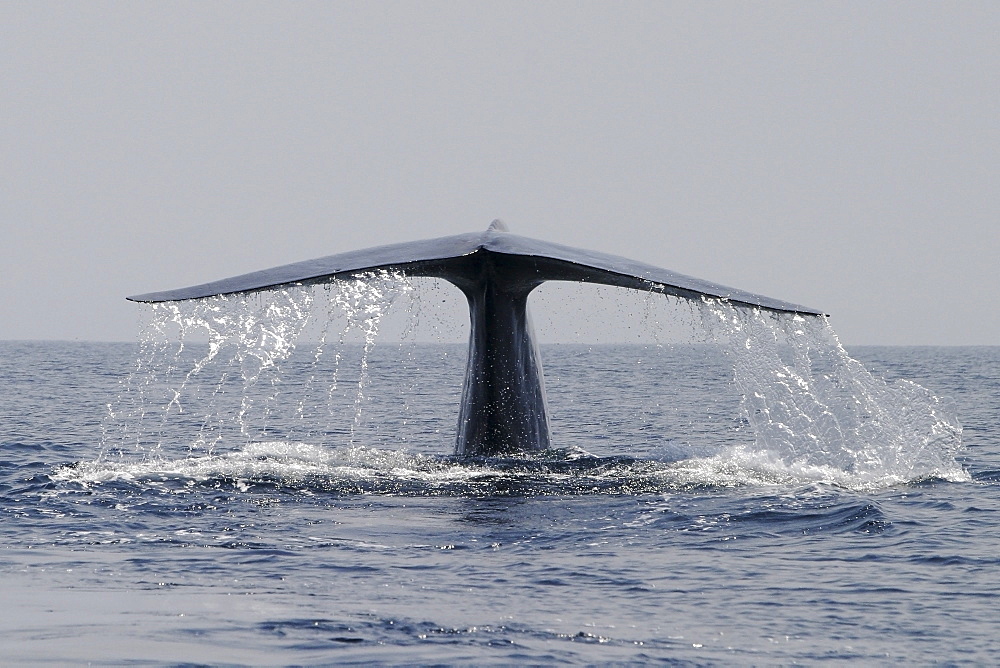 Blue Whale (Balaenoptera musculus) fluke-up dive in the offshore waters of Santa Monica Bay, California, USA. The blue whale is the largest animal to ever live on planet Earth.