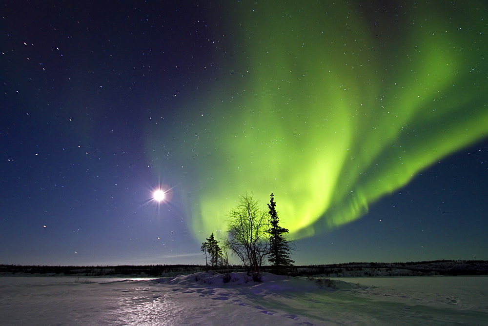 Aurora Borealis (Northern (Polar) Lights) and waxing moon over the boreal forest outside Yellowknife, Northwest Territories, Canada