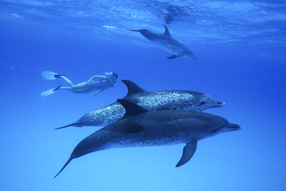 Atlantic Spotted Dolphin, Stenella frontalis, underwater on the Little Bahama Banks, GB, Bahamas
