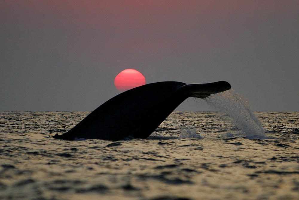 Blue Whale (Balaenoptera musculus) fluke-up dive at sunset in the offshore waters of Santa Monica Bay, California, USA.