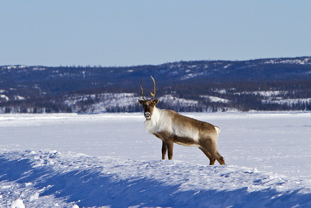 A small group of caribou (Rangifer tarandus) migrating north to feeding grounds in the spring from Yellowknife, Northwest Territories, Canada