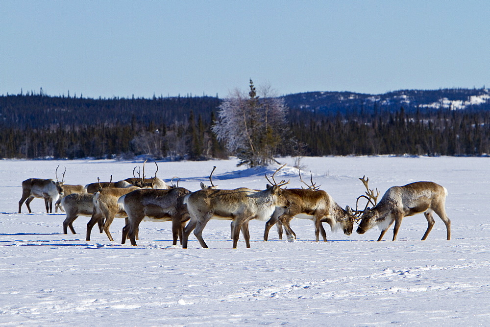 A small group of caribou (Rangifer tarandus) migrating north to feeding grounds in the spring from Yellowknife, Northwest Territories, Canada