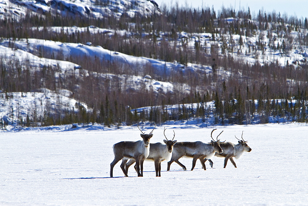 A small group of caribou (Rangifer tarandus) migrating north to feeding grounds in the spring from Yellowknife, Northwest Territories, Canada