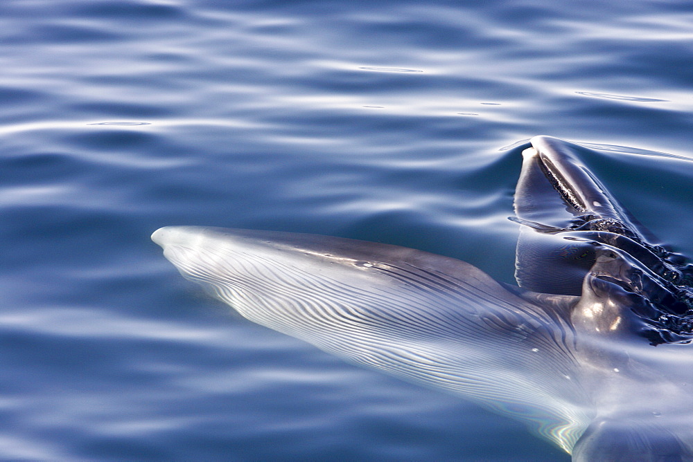 Adult Bryde's whale (Balaenoptera edeni) surface skim feeding on euphausids off Isla del Carmen, Gulf of California (Sea of Cortez), Baja California Sur, Mexico