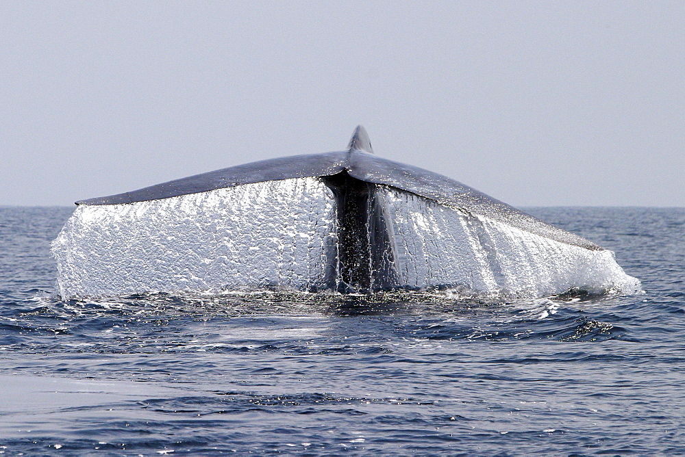 Blue Whale (Balaenoptera musculus) fluke-up dive in the offshore waters of Santa Monica Bay, California, USA.