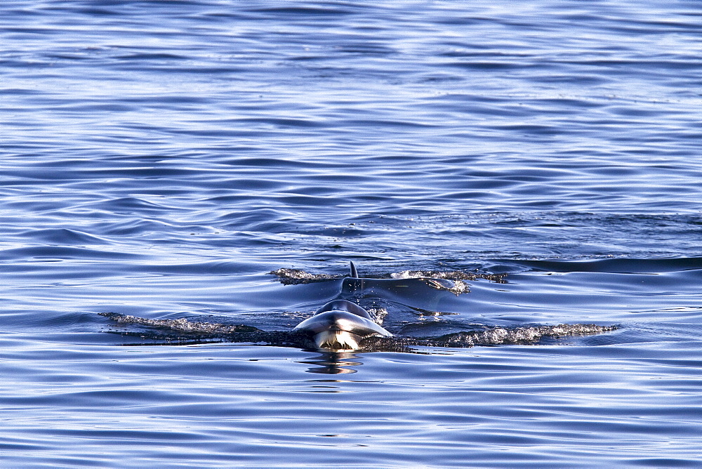 Adult Bryde's whale (Balaenoptera edeni) surface skim feeding on euphausids off Isla del Carmen, Gulf of California (Sea of Cortez), Baja California Sur, Mexico