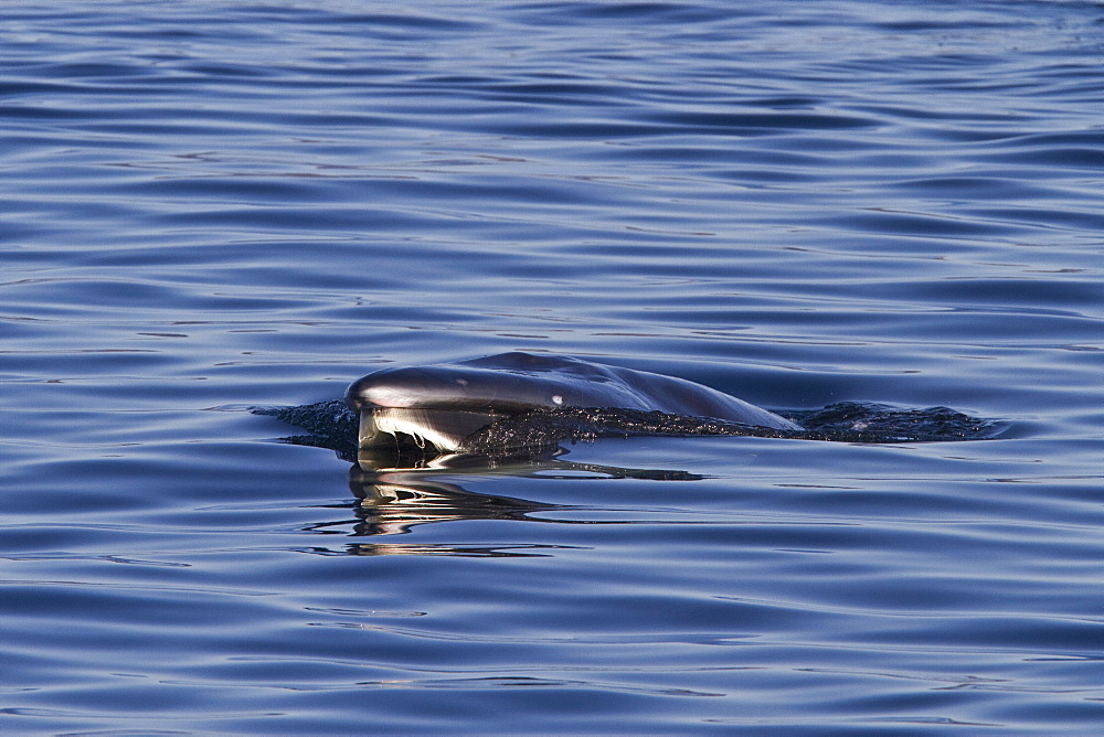 Adult Bryde's whale (Balaenoptera edeni) surface skim feeding on euphausids off Isla del Carmen, Gulf of California (Sea of Cortez), Baja California Sur, Mexico