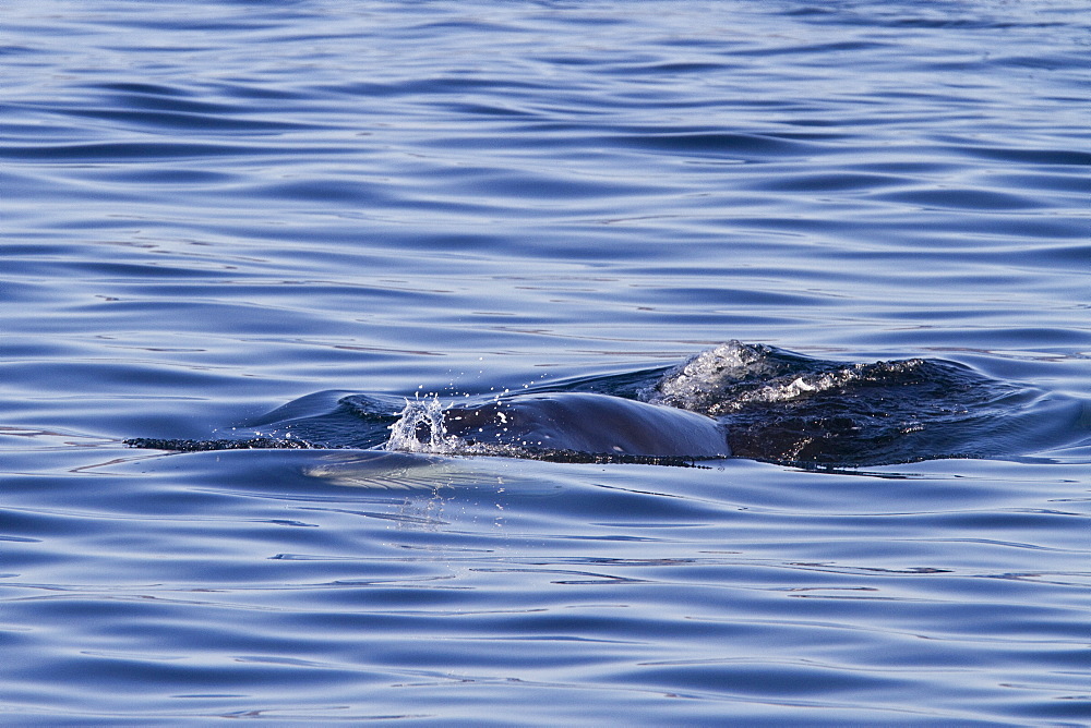 Adult Bryde's whale (Balaenoptera edeni) surface skim feeding on euphausids off Isla del Carmen, Gulf of California (Sea of Cortez), Baja California Sur, Mexico