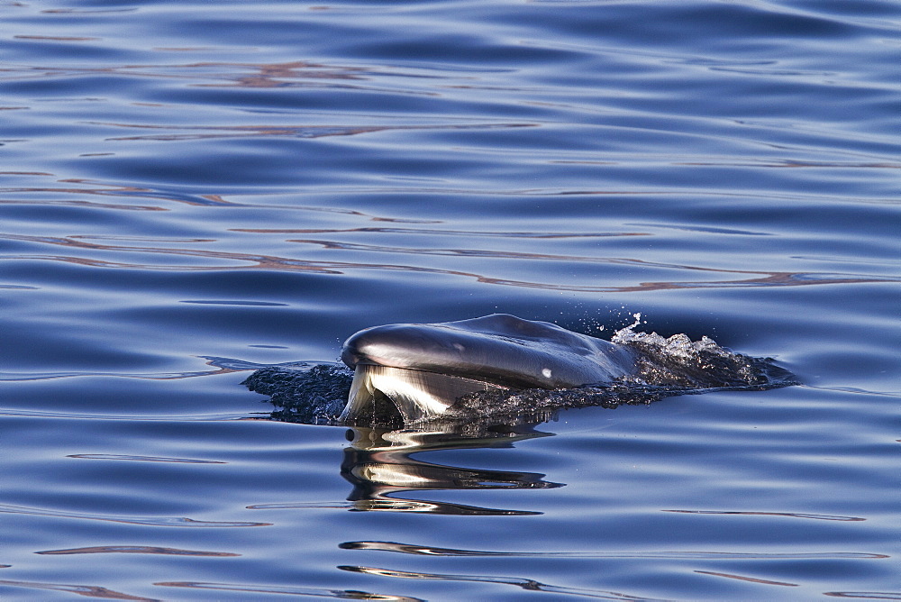 Adult Bryde's whale (Balaenoptera edeni) surface skim feeding on euphausids off Isla del Carmen, Gulf of California (Sea of Cortez), Baja California Sur, Mexico