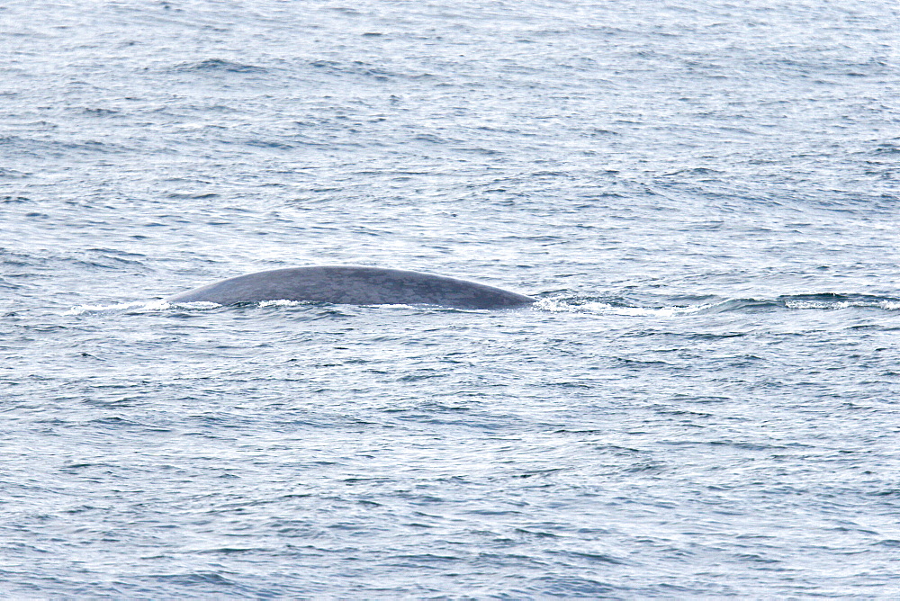 A very rare sighting of an adult blue Whale (Balaenoptera musculus) surfacing off the western side of Spitsbergen Island in the Svalbard Archipelago, Barents Sea, Norway.