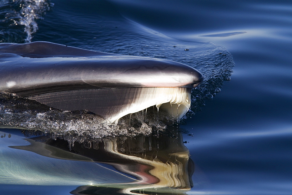 Adult Bryde's whale (Balaenoptera edeni) surface skim feeding on euphausids off Isla del Carmen, Gulf of California (Sea of Cortez), Baja California Sur, Mexico