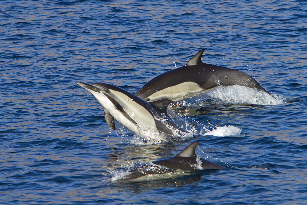 Long-beaked common dolphin pod (Delphinus capensis) encountered in the southern Gulf of California (Sea of Cortez), Baja California Sur, Mexico