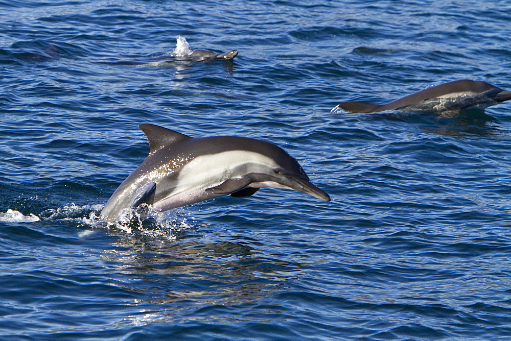 Long-beaked common dolphin pod (Delphinus capensis) encountered in the southern Gulf of California (Sea of Cortez), Baja California Sur, Mexico