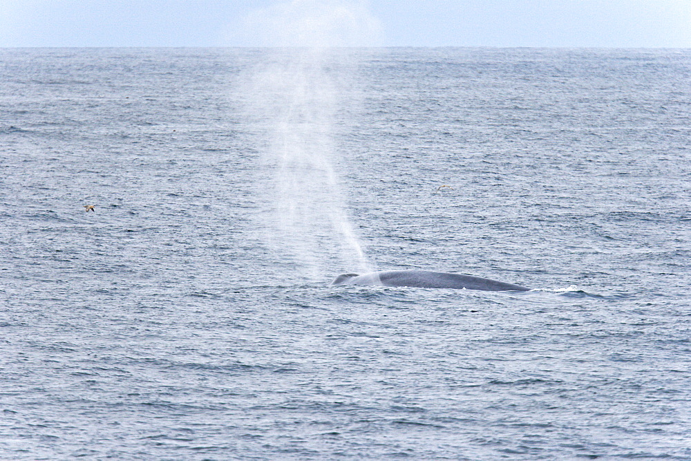 A very rare sighting of an adult blue Whale (Balaenoptera musculus) surfacing off the western side of Spitsbergen Island in the Svalbard Archipelago, Barents Sea, Norway.