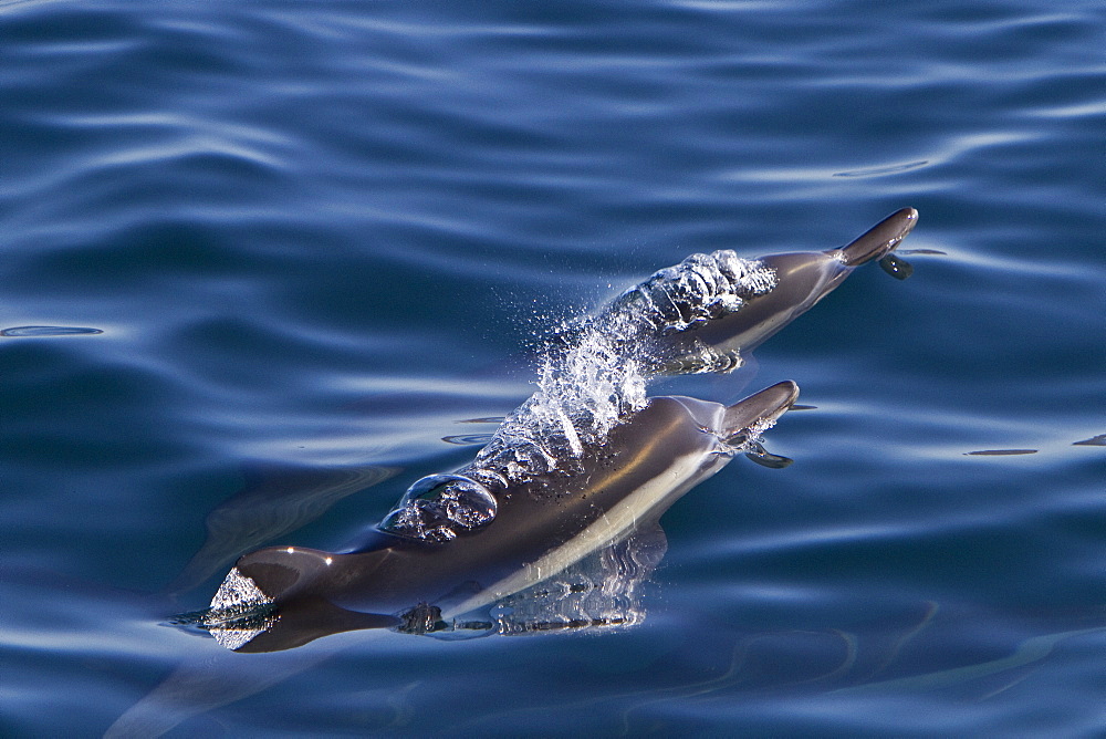 Long-beaked common dolphin pod (Delphinus capensis) encountered in the southern Gulf of California (Sea of Cortez), Baja California Sur, Mexico