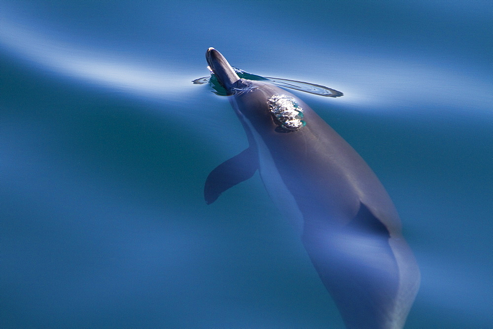 Long-beaked common dolphin pod (Delphinus capensis) encountered in the southern Gulf of California (Sea of Cortez), Baja California Sur, Mexico