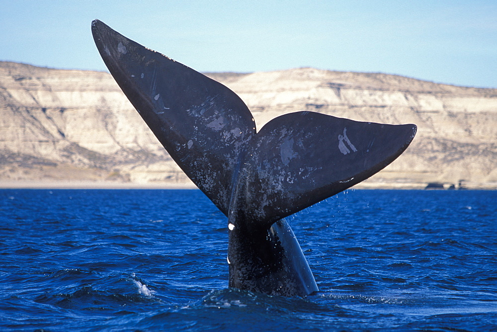 Adult Southern Right Whale (Eubalaena australis) with flukes in the air "sailing" downwind in Golfo Nuevo, Patagonia, Southern Argentina. South Atlantic Ocean.