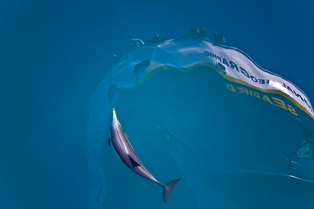 Long-beaked common dolphin pod (Delphinus capensis) bow riding the National Geographic Sea Bird, southern Gulf of California (Sea of Cortez), Baja California Sur, Mexico