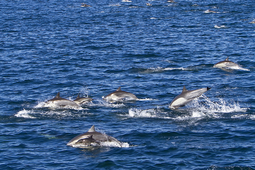 Long-beaked common dolphin pod (Delphinus capensis) encountered in the southern Gulf of California (Sea of Cortez), Baja California Sur, Mexico