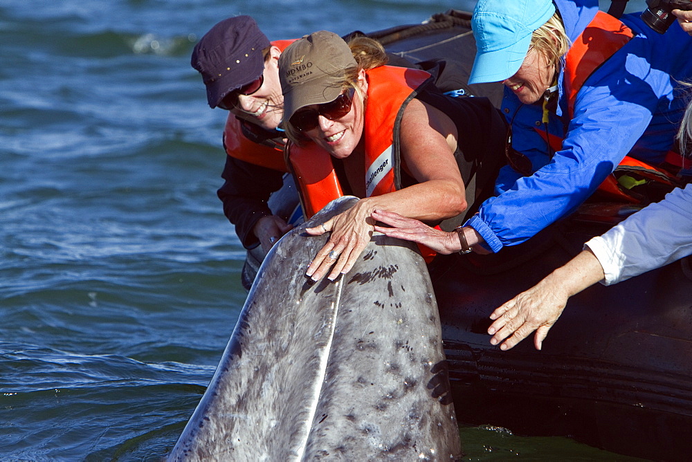 California gray whale (Eschrichtius robustus) calf with excited whale watchers in San Ignacio Lagoon, Baja California Sur, Mexico