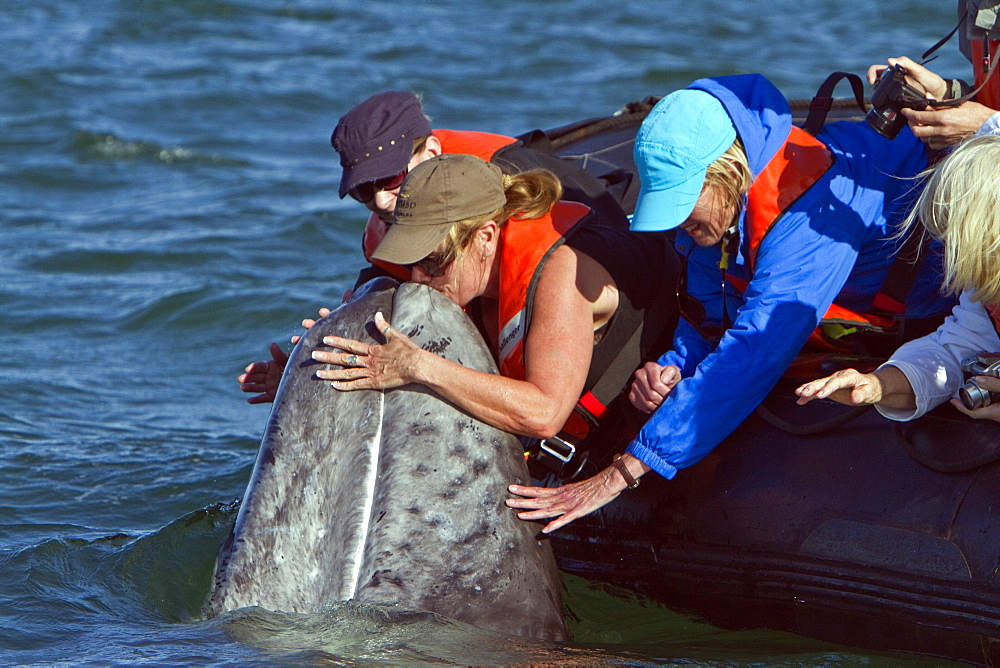 California gray whale (Eschrichtius robustus) calf with excited whale watchers in San Ignacio Lagoon, Baja California Sur, Mexico