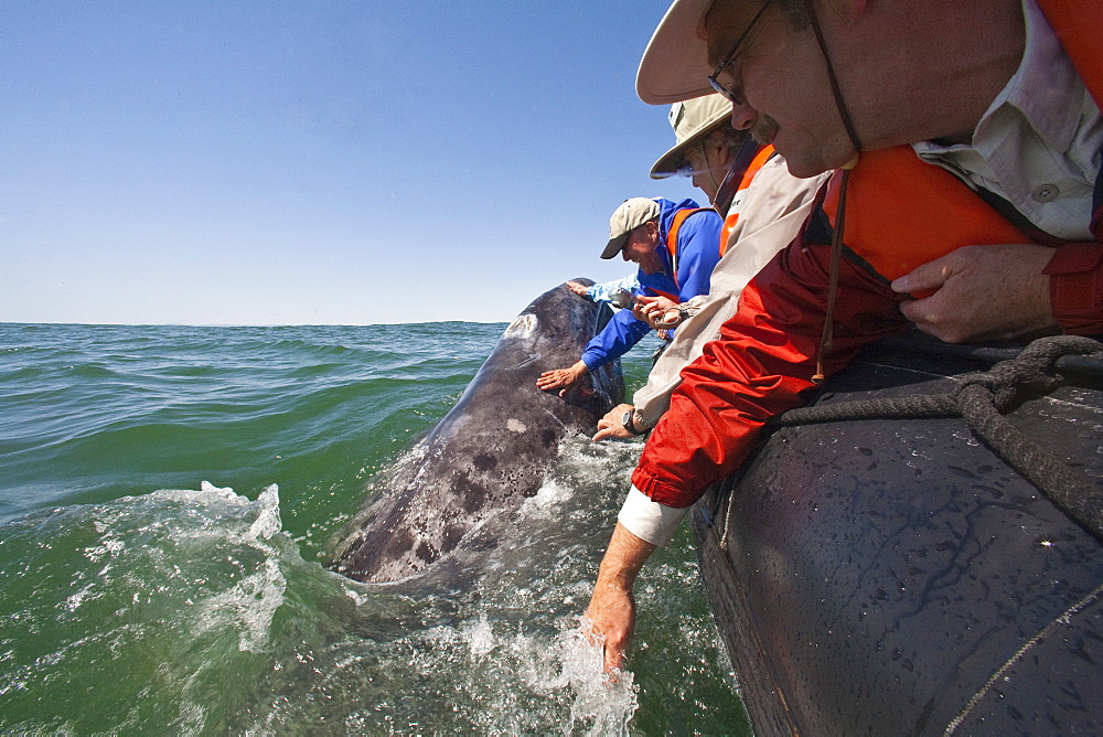 California gray whale (Eschrichtius robustus) calf with excited whale watchers in San Ignacio Lagoon, Baja California Sur, Mexico