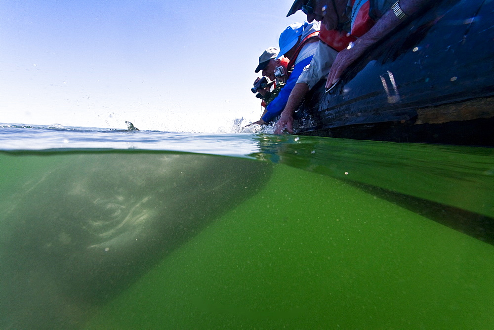 California gray whale (Eschrichtius robustus) calf with excited whale watchers in San Ignacio Lagoon on the Pacific side of the Baja Peninsula, Baja California Sur, Mexico