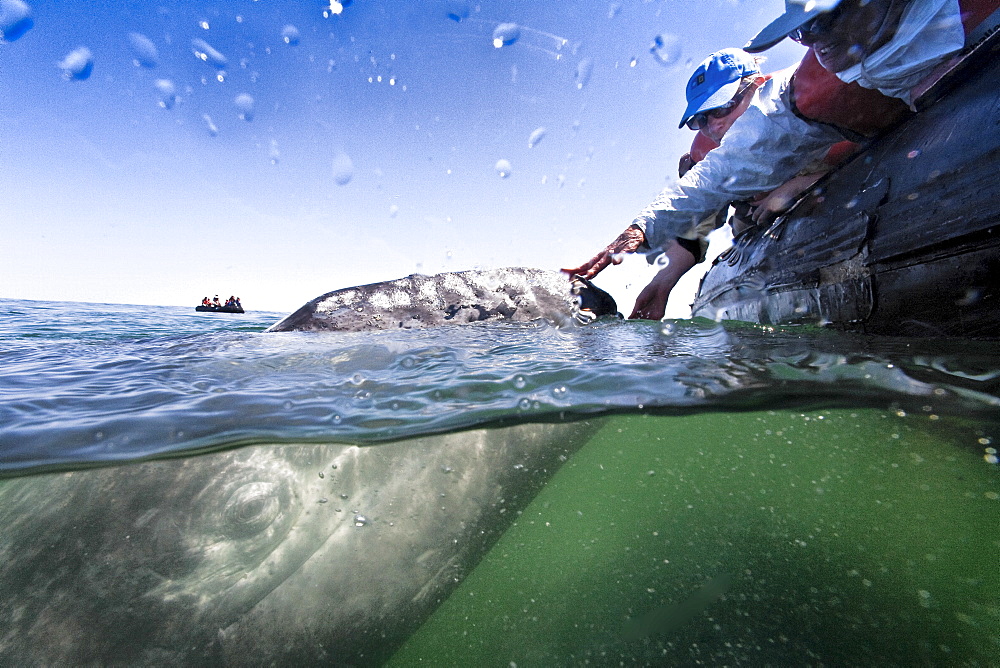 California gray whale (Eschrichtius robustus) calf with excited whale watchers in San Ignacio Lagoon on the Pacific side of the Baja Peninsula, Baja California Sur, Mexico