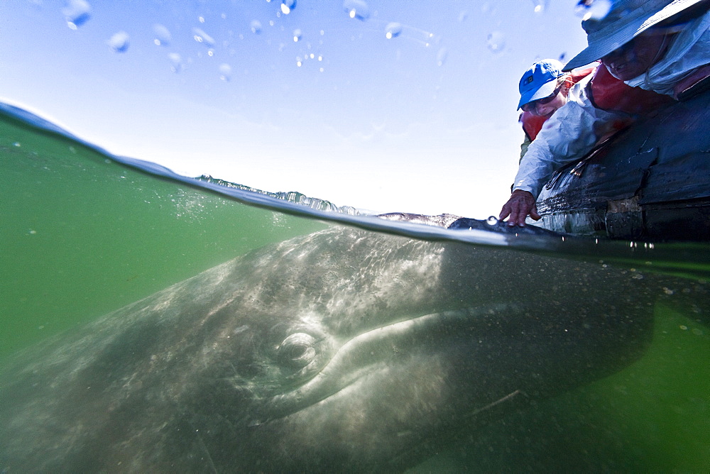 California gray whale (Eschrichtius robustus) calf with excited whale watchers in San Ignacio Lagoon on the Pacific side of the Baja Peninsula, Baja California Sur, Mexico