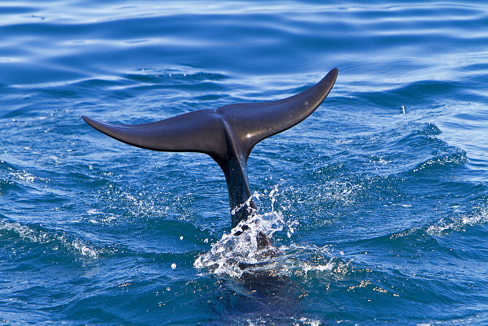 A pod of 40 to 50 short-finned pilot whales (Globicephala macrorhynchus) encountered SW of Isla San Pedro Martir, Gulf of California (Sea of Cortez), Baja California Norte, Mexico