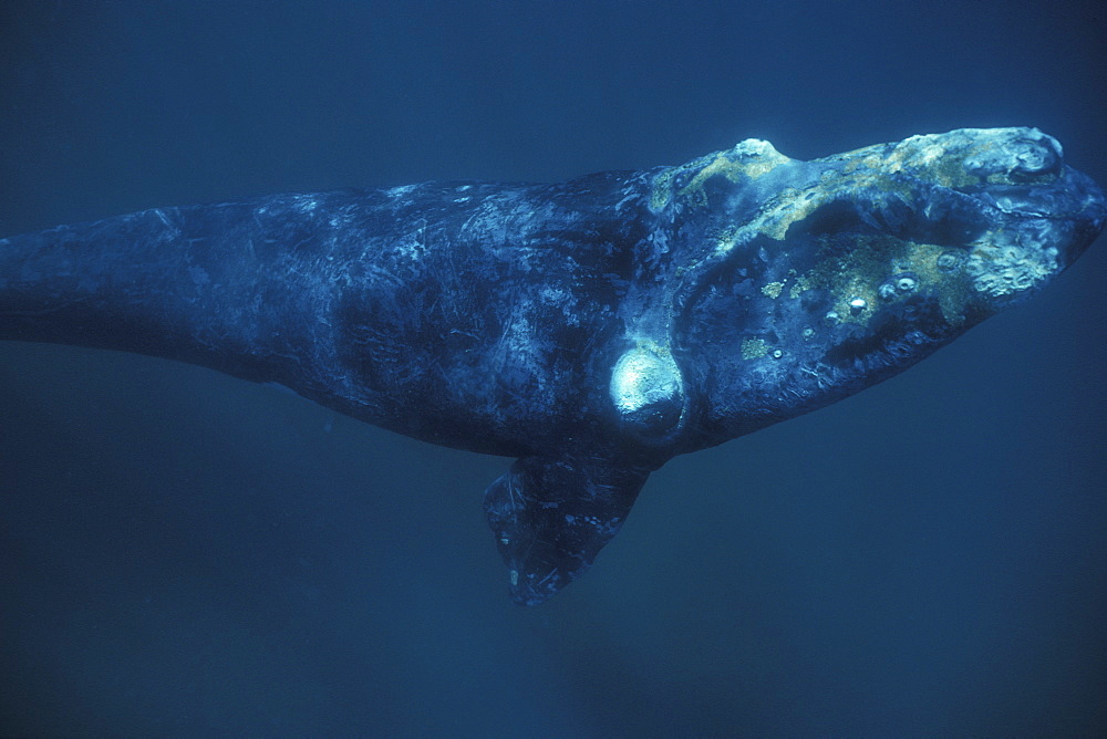 Adult Southern Right Whale (Eubalaena australis) underwater in Golfo Nuevo, Patagonia, Argentina. Southern Atlantic Ocean.