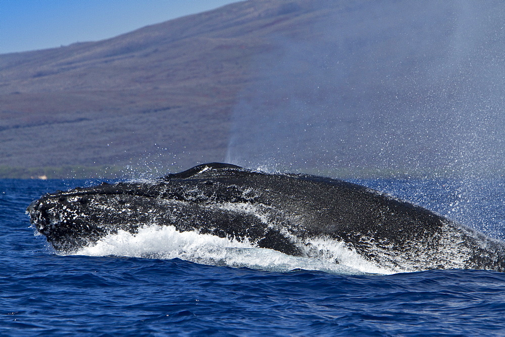 Adult male humpback whale (Megaptera novaeangliae) head-lunging in the AuAu Channel between the islands of Maui and Lanai, Hawaii, USA, Pacific Ocean