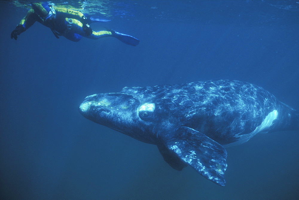 Southern Right Whale (Eubalaena australis) calf with snorkeler underwater in Golfo Nuevo, Patagonia, Argentina. Southern Atlantic Ocean.