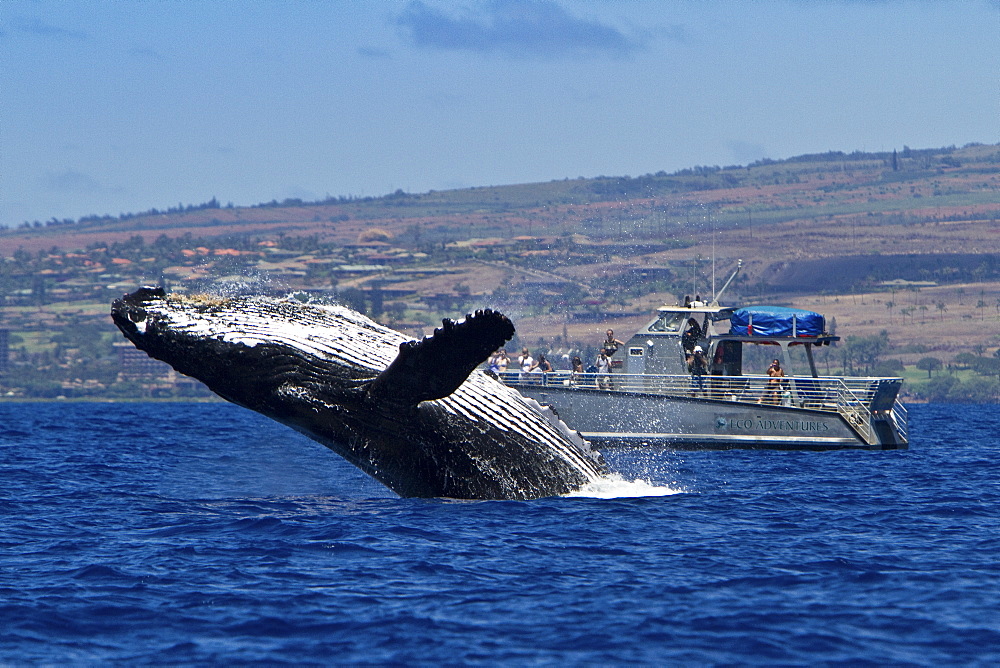 Adult humpback whale (Megaptera novaeangliae) breaching near commercial whale watching boat in the AuAu Channel between the islands of Maui and Lanai, Hawaii, USA, Pacific Ocean