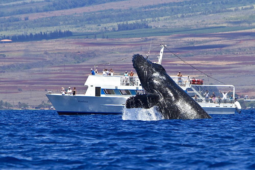 Adult humpback whale (Megaptera novaeangliae) breaching near commercial whale watching boat in the AuAu Channel between the islands of Maui and Lanai, Hawaii, USA, Pacific Ocean