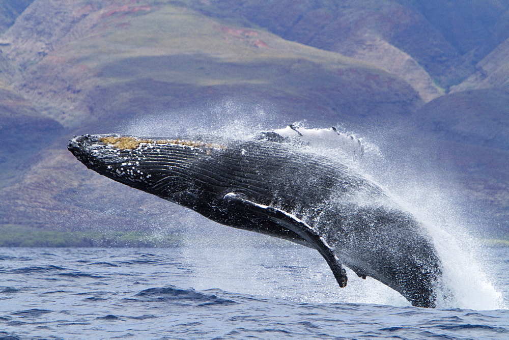 Adult humpback whale (Megaptera novaeangliae) breaching in the AuAu Channel between the islands of Maui and Lanai, Hawaii, USA, Pacific Ocean