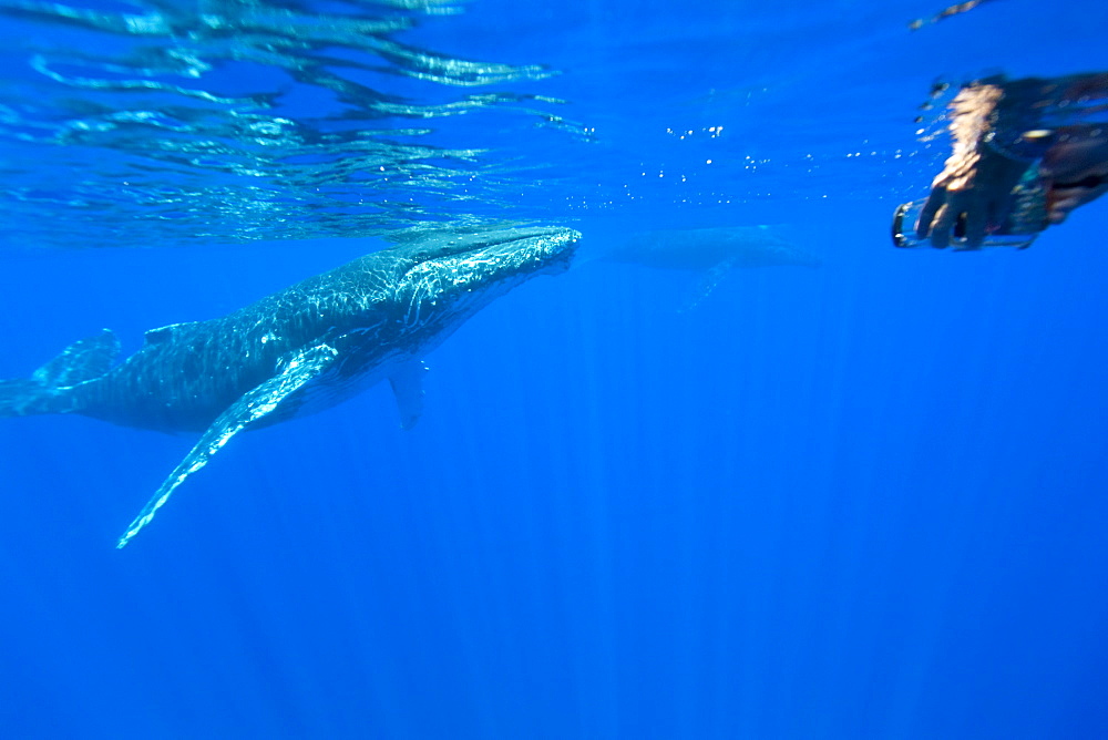 A curious cow calf and escort humpback whale (Megaptera novaeangliae) approach the boat underwater in the AuAu Channel, Hawaii, USA, Pacific Ocean