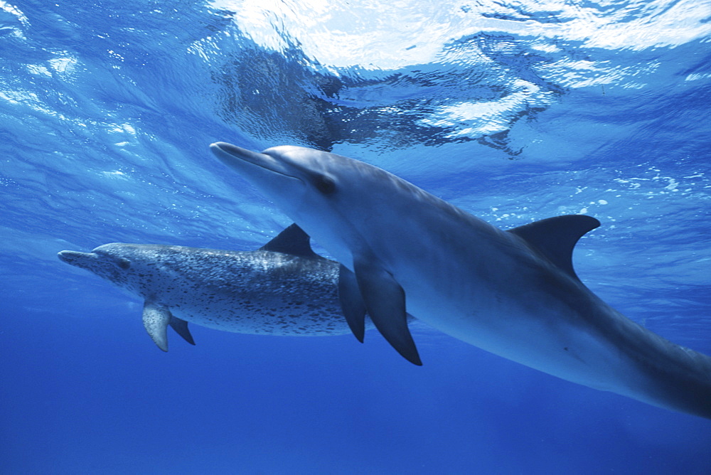 Atlantic Spotted Dolphin, Stenella frontalis, underwater on the Little Bahama Banks, GBI, Bahamas
