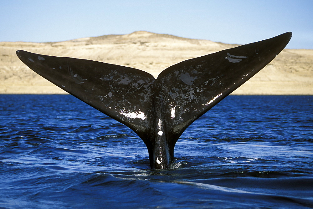 Adult Southern Right Whale (Eubalaena australis) fluke-up dive in Golfo Nuevo, Patagonia, Argentina.