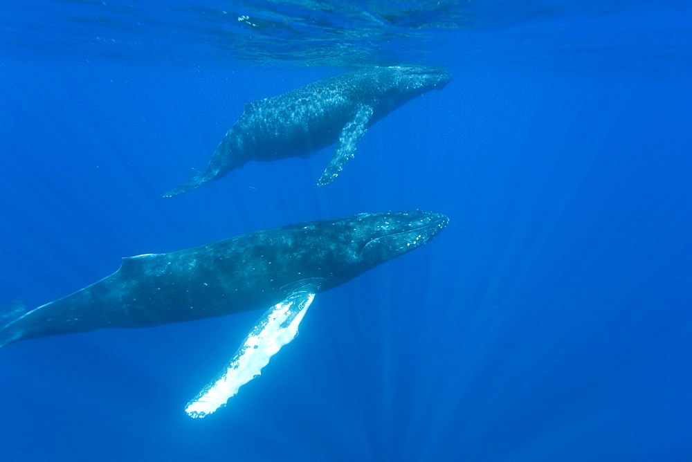 A curious cow calf and escort humpback whale (Megaptera novaeangliae) approach the boat underwater in the AuAu Channel, Hawaii, USA, Pacific Ocean