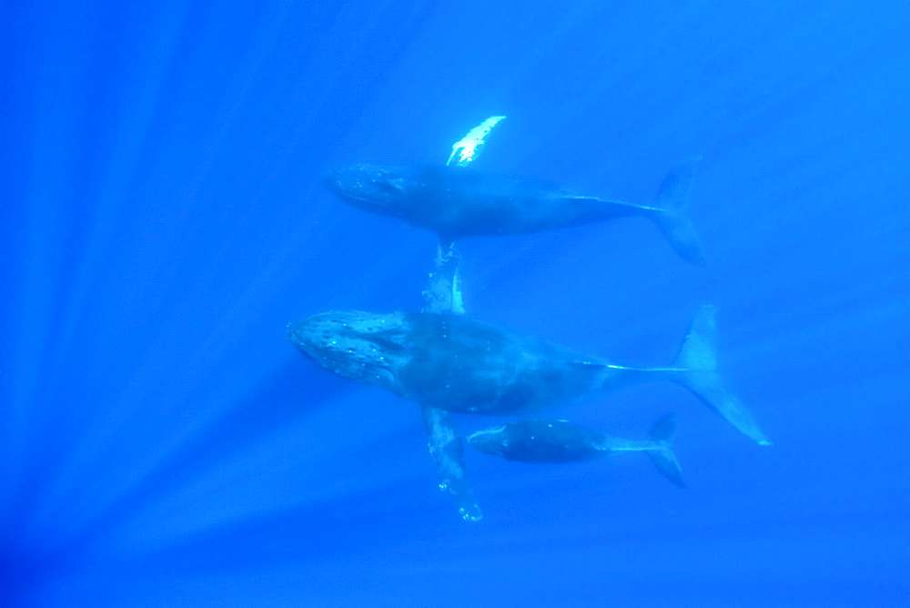 A curious cow calf and escort humpback whale (Megaptera novaeangliae) approach the boat underwater in the AuAu Channel between the islands of Maui and Lanai, Hawaii, USA, Pacific Ocean.