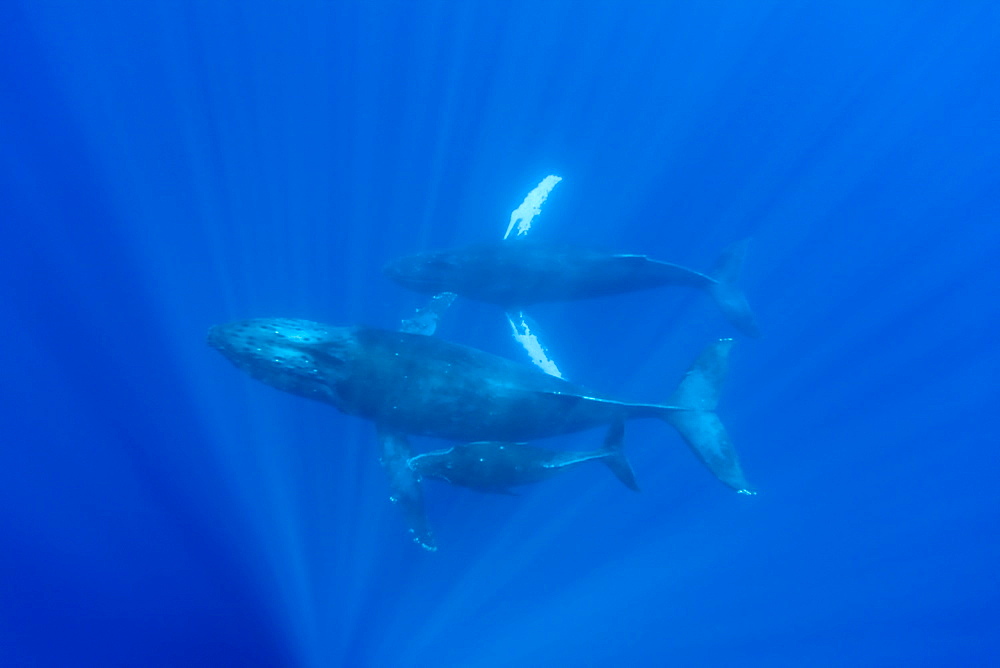 A curious cow calf and escort humpback whale (Megaptera novaeangliae) approach the boat underwater in the AuAu Channel, Hawaii, USA, Pacific Ocean