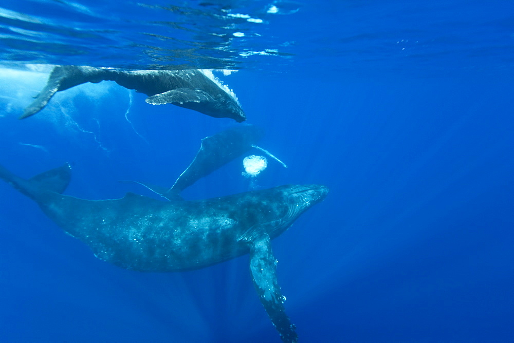 A curious cow calf and escort humpback whale (Megaptera novaeangliae) approach the boat underwater in the AuAu Channel, Hawaii, USA, Pacific Ocean