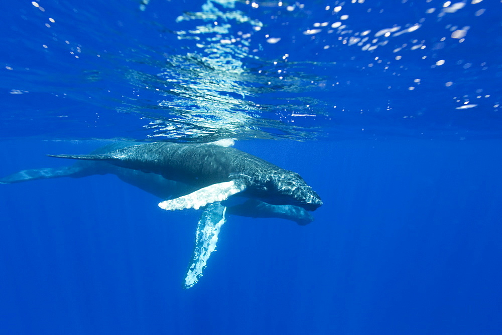 A curious mother and calf humpback whale (Megaptera novaeangliae) approach the boat underwater in the AuAu Channel, Hawaii, USA, Pacific Ocean