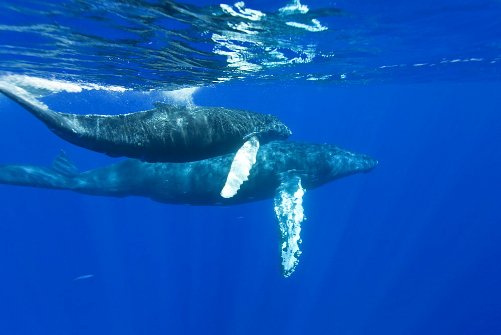 A curious mother and calf humpback whale (Megaptera novaeangliae) approach the boat underwater in the AuAu Channel, Hawaii, USA, Pacific Ocean