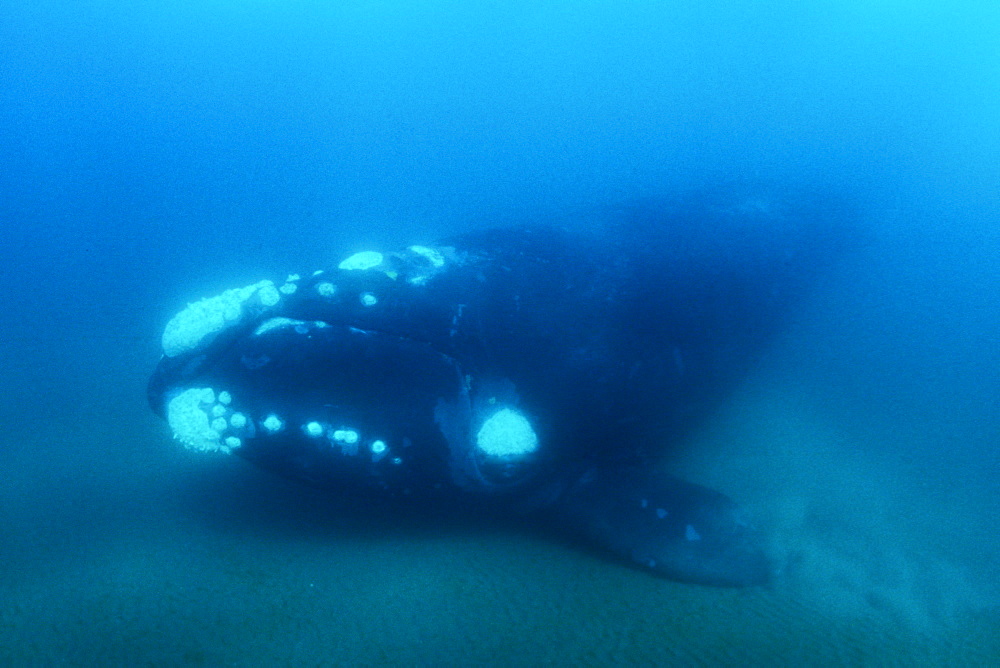 Adult Southern Right Whale (Eubalaena australis) underwater in Golfo Nuevo, Patagonia, Argentina