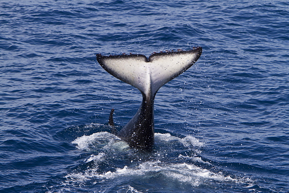 A pod of 15 to 20 killer whales (Orcinus orca) off Cabo Corso at 24ï¿½Ã¯ï¿½Â¿ï¿½Â½ï¿½Ãƒï¿½Â¸ 37.9?N  112ï¿½Ã¯ï¿½Â¿ï¿½Â½ï¿½Ãƒï¿½Â¸ 13.1?W Baja California Sur, Mexico, Pacific Ocean