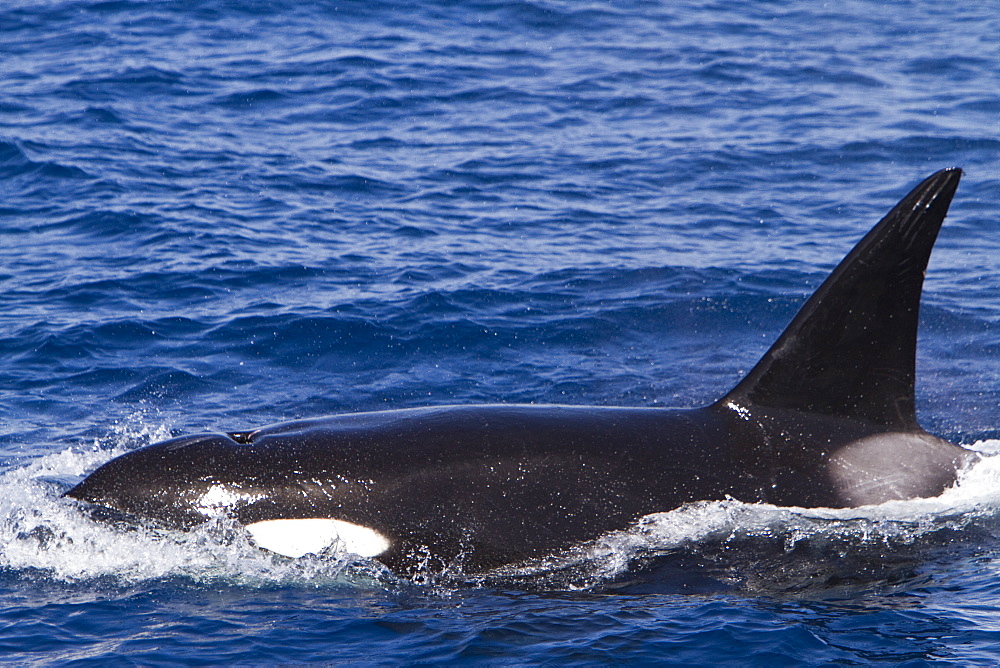 A pod of 15 to 20 killer whales (Orcinus orca) off Cabo Corso at 248 37.9?N  1128 13.1?W Baja California Sur, Mexico, Pacific Ocean