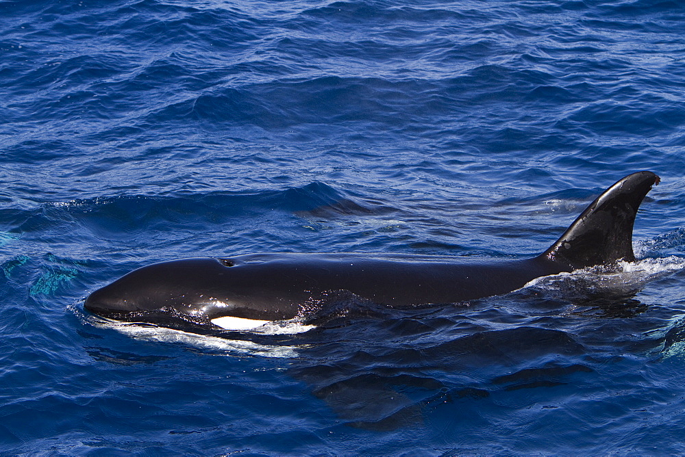 A pod of 15 to 20 killer whales (Orcinus orca) off Cabo Corso at 24ï¿½Ã¯ï¿½Â¿ï¿½Â½ï¿½Ãƒï¿½Â¸ 37.9?N  112ï¿½Ã¯ï¿½Â¿ï¿½Â½ï¿½Ãƒï¿½Â¸ 13.1?W Baja California Sur, Mexico, Pacific Ocean